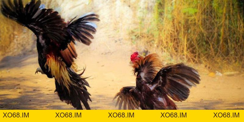 Đá Gà CPC 99win - Trải Nghiệm Đá Gà Chuyên Nghiệp 2026