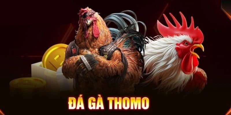 Đá Gà Thomo 99win - Sân Chơi Đá Gà Uy Tín Đỉnh Cao 2026
