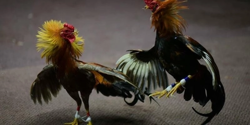 Đá Gà Thomo 99win - Sân Chơi Đá Gà Uy Tín Đỉnh Cao 2026